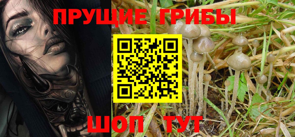 Псилоцибиновые грибы Psilocybe  Братск  Галлюциногенные грибы Psilocybine cubensis 